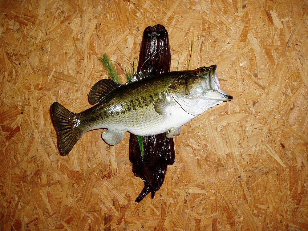 Cabins On Sam Rayburn Lake Camping On Sam Rayburn Lake Ogg S
